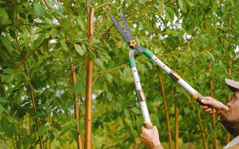 Tree trimming in Putnamville, IN